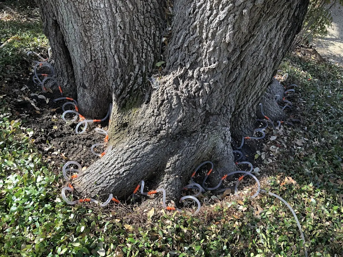 Detailed Tree Cabling and Bracing job site in Duncansville